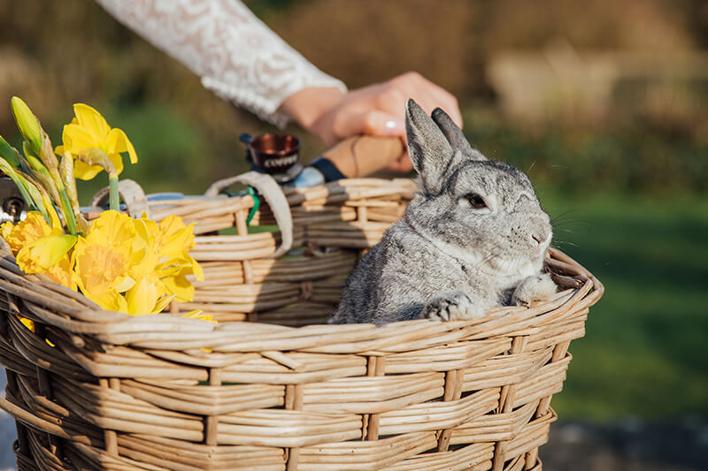 rabbit in bike basket 
      Bickleigh Castle photoshoot