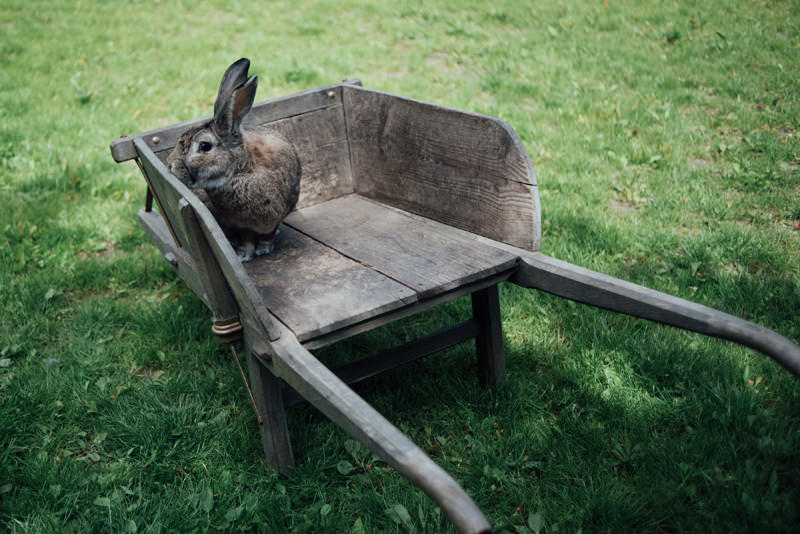 rabbit Kent photoshoot